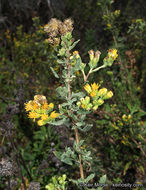 Image of Menzies' goldenbush