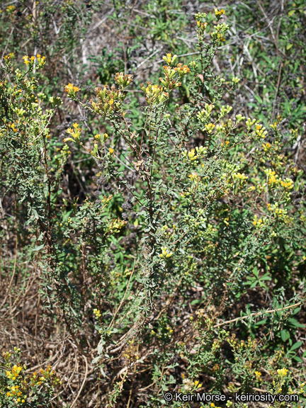 Image of Menzies' goldenbush