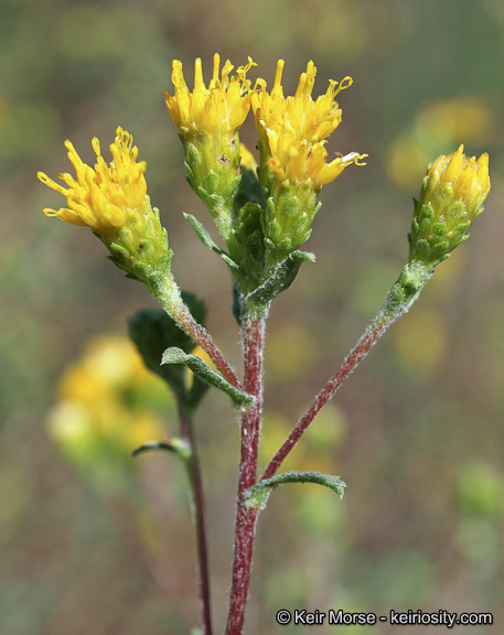 Image de Isocoma menziesii var. vernonioides (Nutt.) G. L. Nesom