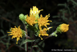 Image de Isocoma menziesii var. vernonioides (Nutt.) G. L. Nesom