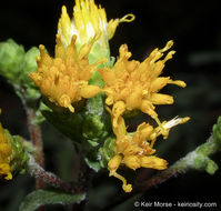 Image of Menzies' goldenbush