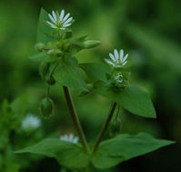 Image of common chickweed