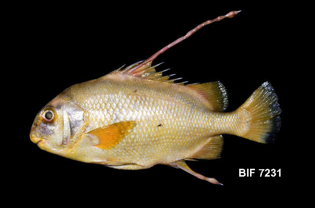 Image of spadefishes