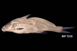 Image of Bagrichthys