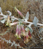 Image de Brickellia californica (Torr. & A. Gray) A. Gray