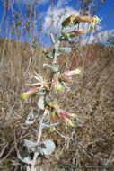 Image de Brickellia californica (Torr. & A. Gray) A. Gray