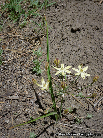 Слика од Triteleia ixioides subsp. scabra (Greene) L. W. Lenz