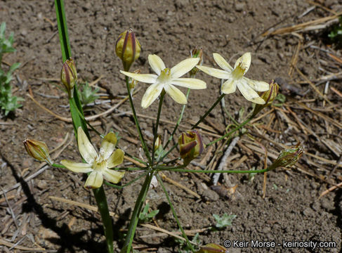 Слика од Triteleia ixioides subsp. scabra (Greene) L. W. Lenz