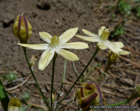 Слика од Triteleia ixioides subsp. scabra (Greene) L. W. Lenz