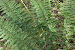 Imagem de Polystichum aculeatum (L.) Roth