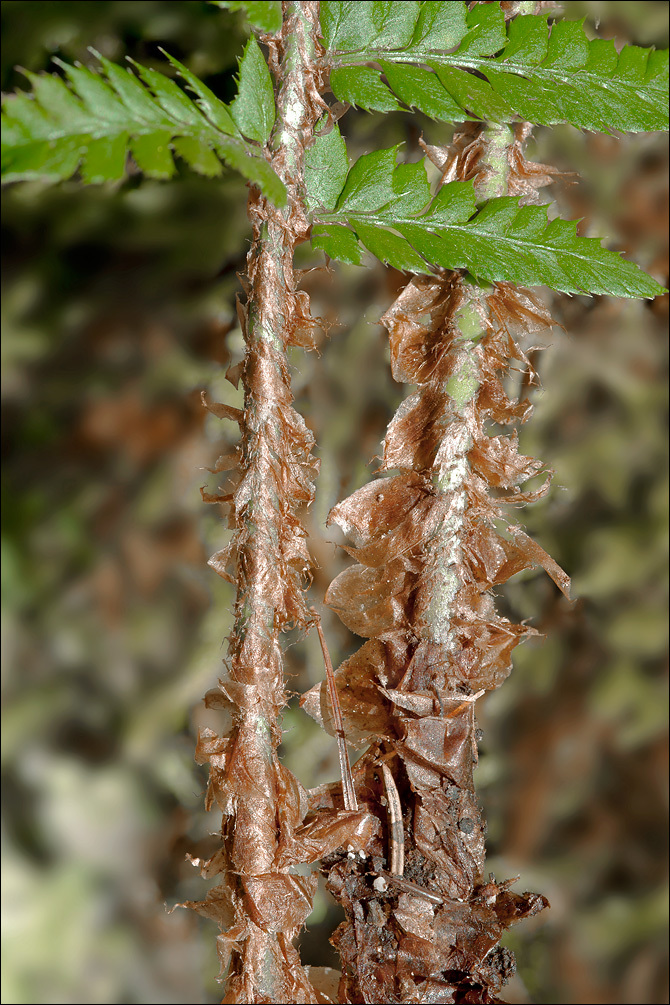 Imagem de Polystichum aculeatum (L.) Roth