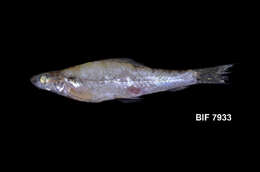 Image of Ellopostomatidae