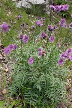 Sivun Centaurea scabiosa subsp. fritschii (Hayek) Soo kuva