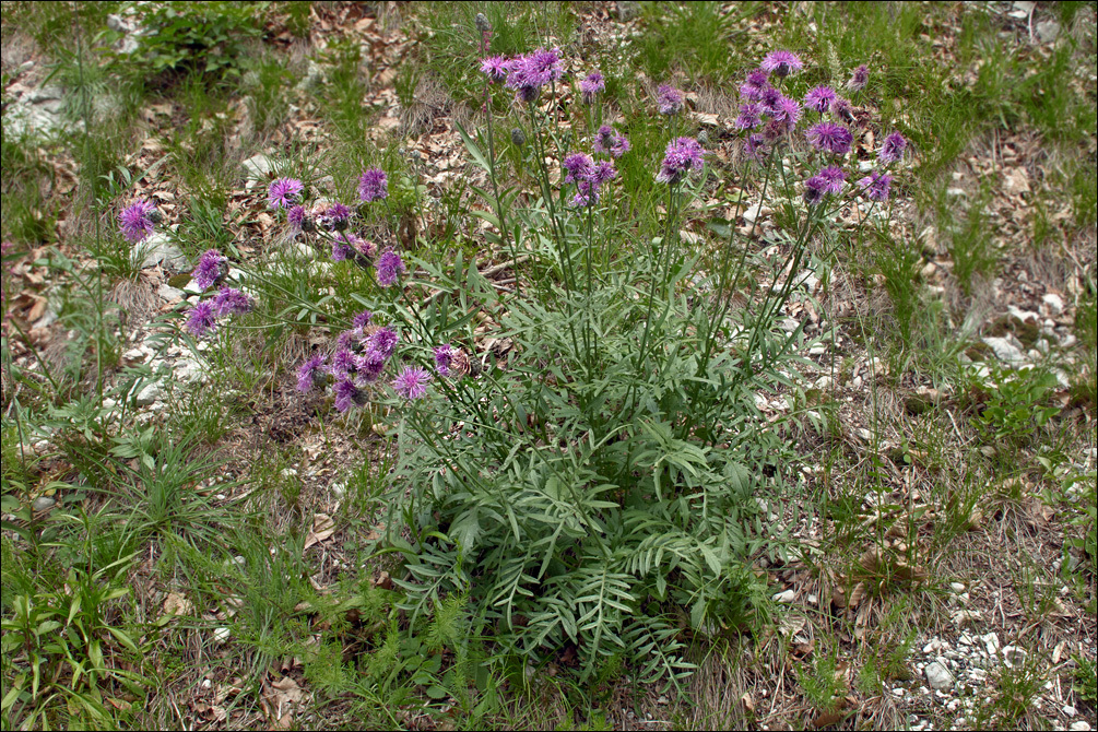 Image of Centaurea scabiosa subsp. fritschii (Hayek) Soo