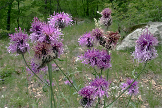 Sivun Centaurea scabiosa subsp. fritschii (Hayek) Soo kuva