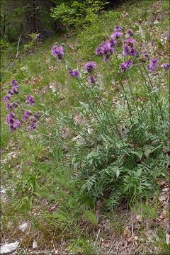 Sivun Centaurea scabiosa subsp. fritschii (Hayek) Soo kuva