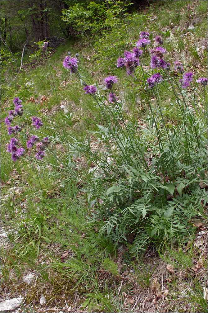 Image of Centaurea scabiosa subsp. fritschii (Hayek) Soo