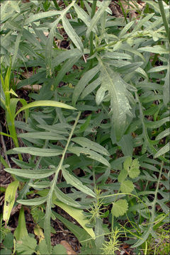 Sivun Centaurea scabiosa subsp. fritschii (Hayek) Soo kuva