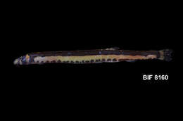Image of Eel-loaches