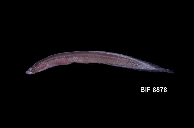 Image of earthworm eels