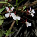 Image de Lopezia gracilis S. Watson