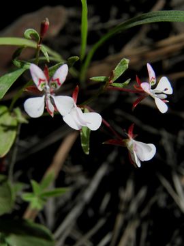 Image de Lopezia gracilis S. Watson