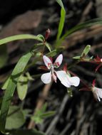 Image de Lopezia gracilis S. Watson