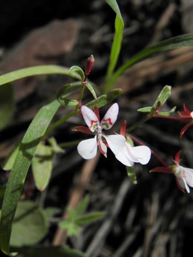 Image de Lopezia gracilis S. Watson