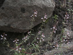 Image de Lopezia gracilis S. Watson