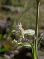 صورة Silene scouleri subsp. pringlei (S. Wats.) C. L. Hitchcock & Maguire