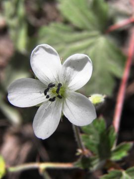 Image of Huachuca Mountain geranium