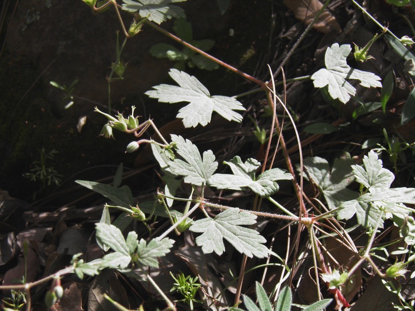 Image of Huachuca Mountain geranium