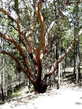 Image of Texas madrone