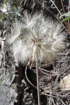 Image de Leibnitzia lyrata (Sch. Bip.) G. L. Nesom