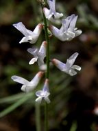 Imagem de Vicia pulchella Kunth