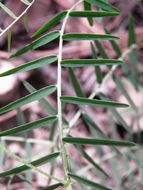 Image of sweetclover vetch