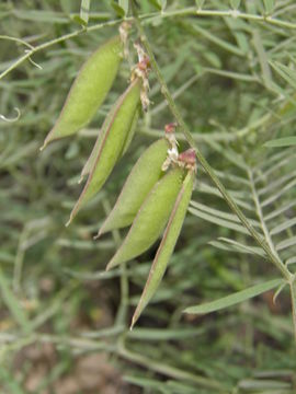 Imagem de Vicia pulchella Kunth