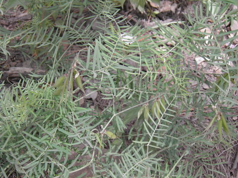 Image of sweetclover vetch