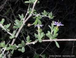 Image of Parish's desert-thorn