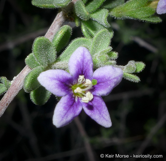 Image of Parish's desert-thorn