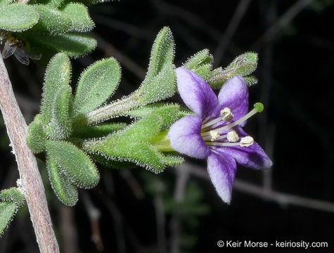 Image of Parish's desert-thorn