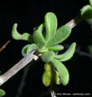 Image of Parish's desert-thorn