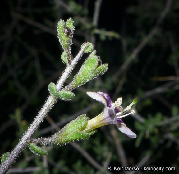 Image of Parish's desert-thorn