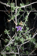 Image of Parish's desert-thorn