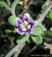 Image of Parish's desert-thorn