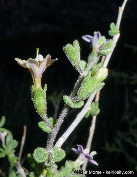 Image of Parish's desert-thorn