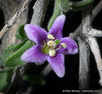 Image of Parish's desert-thorn