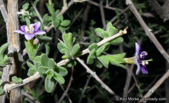 Image of Parish's desert-thorn