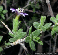 Image of Parish's desert-thorn