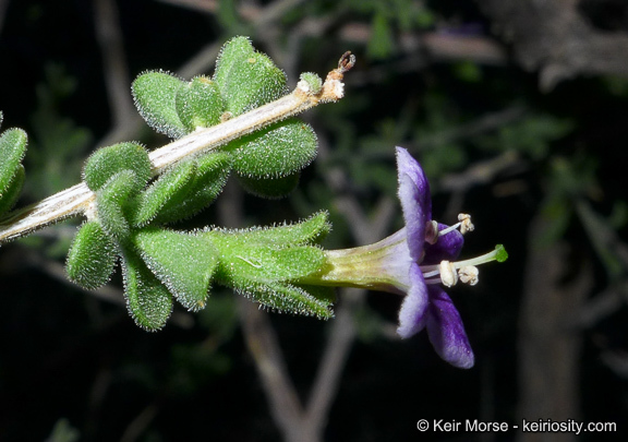 Image of Parish's desert-thorn